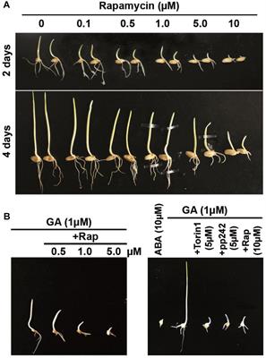 Wheat Germination Is Dependent on Plant Target of Rapamycin Signaling